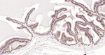 ROC1 Antibody in Immunohistochemistry (Paraffin) (IHC (P))