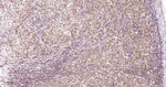 ROC1 Antibody in Immunohistochemistry (Paraffin) (IHC (P))