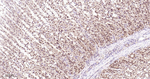 ROC1 Antibody in Immunohistochemistry (Paraffin) (IHC (P))