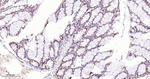 ROC1 Antibody in Immunohistochemistry (Paraffin) (IHC (P))
