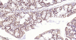 ROC1 Antibody in Immunohistochemistry (Paraffin) (IHC (P))