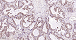 ROC1 Antibody in Immunohistochemistry (Paraffin) (IHC (P))