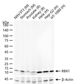 ROC1 Antibody in Western Blot (WB)