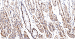 SQSTM1 Antibody in Immunohistochemistry (Paraffin) (IHC (P))