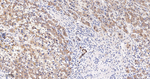 SQSTM1 Antibody in Immunohistochemistry (Paraffin) (IHC (P))