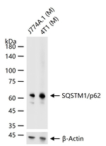 SQSTM1 Antibody in Western Blot (WB)
