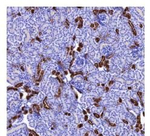 Calbindin D28K Recombinant Rabbit Monoclonal Antibody (R2F6)