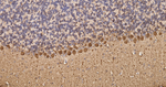 Calbindin D28K Antibody in Immunohistochemistry (Paraffin) (IHC (P))