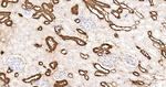 Calbindin D28K Antibody in Immunohistochemistry (Paraffin) (IHC (P))