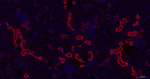 Calbindin D28K Antibody in Immunohistochemistry (Paraffin) (IHC (P))
