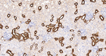 Calbindin D28K Antibody in Immunohistochemistry (Paraffin) (IHC (P))