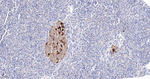 Calbindin D28K Antibody in Immunohistochemistry (Paraffin) (IHC (P))