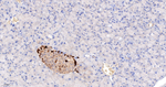 Calbindin D28K Antibody in Immunohistochemistry (Paraffin) (IHC (P))