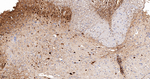 Calbindin D28K Antibody in Immunohistochemistry (Paraffin) (IHC (P))