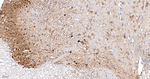 Calbindin D28K Antibody in Immunohistochemistry (Paraffin) (IHC (P))