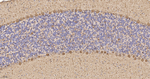 Calbindin D28K Antibody in Immunohistochemistry (Paraffin) (IHC (P))