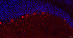 Calbindin D28K Antibody in Immunohistochemistry (Paraffin) (IHC (P))