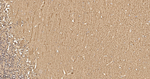 Calbindin D28K Antibody in Immunohistochemistry (Paraffin) (IHC (P))