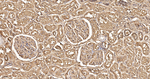Calbindin D28K Antibody in Immunohistochemistry (Paraffin) (IHC (P))