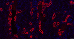 Calbindin D28K Antibody in Immunohistochemistry (Paraffin) (IHC (P))