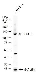 FGFR3 Antibody in Western Blot (WB)