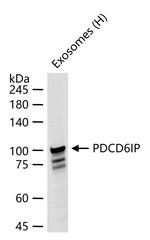 Alix Antibody in Western Blot (WB)