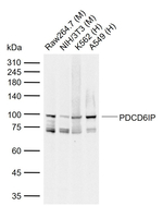 Alix Antibody in Western Blot (WB)