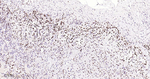 FTO Antibody in Immunohistochemistry (Paraffin) (IHC (P))