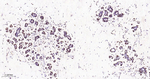FTO Antibody in Immunohistochemistry (Paraffin) (IHC (P))