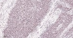 FTO Antibody in Immunohistochemistry (Paraffin) (IHC (P))