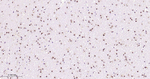 FTO Antibody in Immunohistochemistry (Paraffin) (IHC (P))
