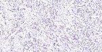 FTO Recombinant Mouse Monoclonal Antibody (19H6)