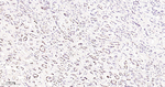 FTO Antibody in Immunohistochemistry (Paraffin) (IHC (P))