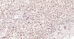 FTO Antibody in Immunohistochemistry (Paraffin) (IHC (P))