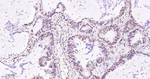 FTO Antibody in Immunohistochemistry (Paraffin) (IHC (P))
