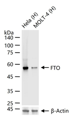 FTO Antibody in Western Blot (WB)