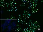 Ki-67 Recombinant Rabbit Monoclonal Antibody (6B9)
