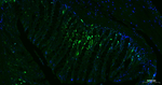 Ki-67 Antibody in Immunohistochemistry (Paraffin) (IHC (P))