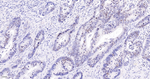 Ki-67 Antibody in Immunohistochemistry (Paraffin) (IHC (P))