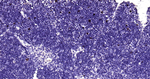 Ki-67 Antibody in Immunohistochemistry (Paraffin) (IHC (P))