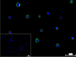 CD47 Antibody in Immunocytochemistry (ICC/IF)