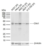 Chk1 Antibody in Western Blot (WB)