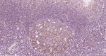 MEK1 Antibody in Immunohistochemistry (Paraffin) (IHC (P))