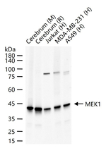 MEK1 Antibody in Western Blot (WB)