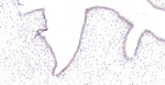 BCAM Recombinant Mouse Monoclonal Antibody (1D12)