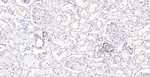 BCAM Antibody in Immunohistochemistry (Paraffin) (IHC (P))