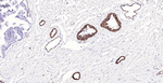 BCAM Antibody in Immunohistochemistry (Paraffin) (IHC (P))