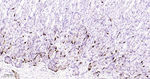 Chromogranin A Antibody in Immunohistochemistry (Paraffin) (IHC (P))
