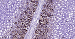 Chromogranin A Antibody in Immunohistochemistry (Paraffin) (IHC (P))