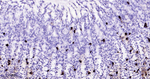 Chromogranin A Antibody in Immunohistochemistry (Paraffin) (IHC (P))